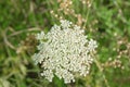 Queen AnneÃ¢â¬â¢s Lace, Daucus carota Royalty Free Stock Photo